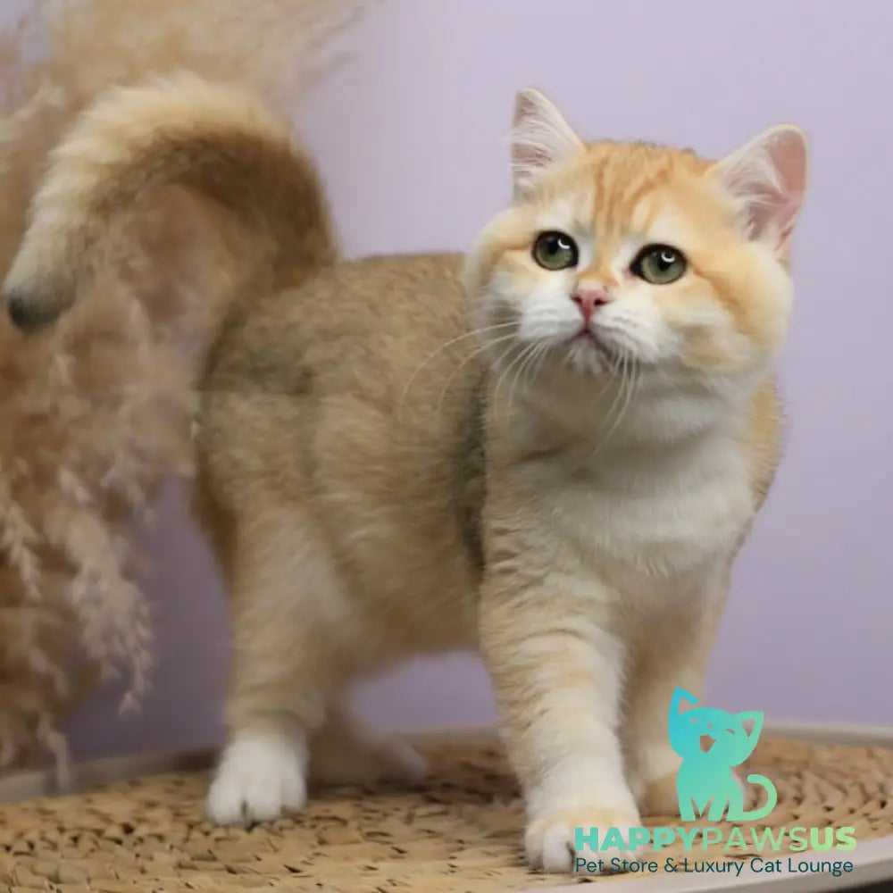 Ruby British Shorthair female black golden chinchilla - live animals