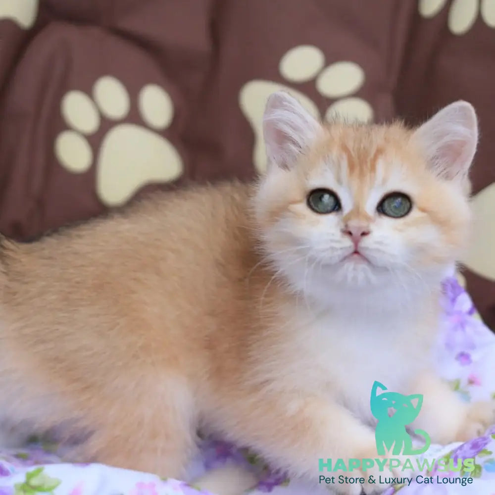Ruby British Shorthair female black golden chinchilla - live animals