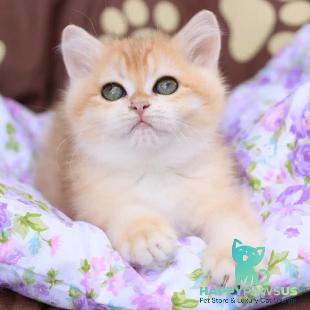 Ruby British Shorthair female black golden chinchilla - live animals