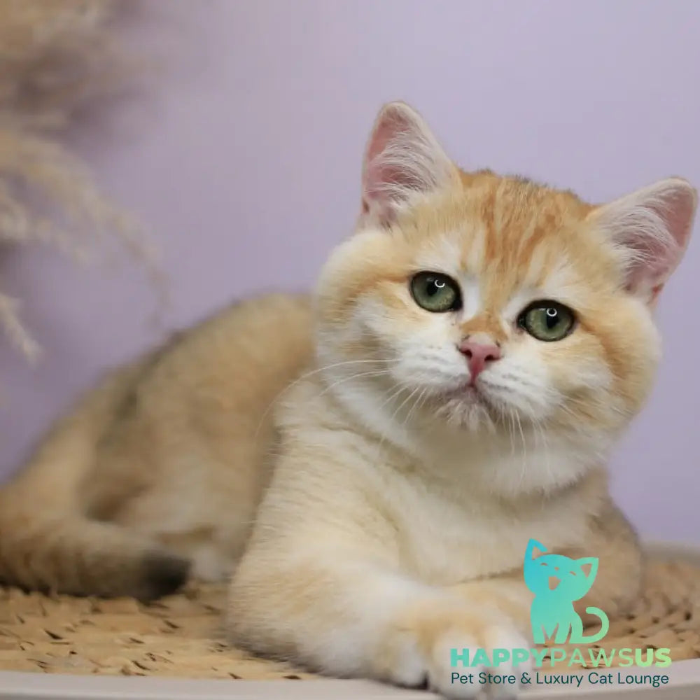 Ruby British Shorthair female black golden chinchilla - live animals