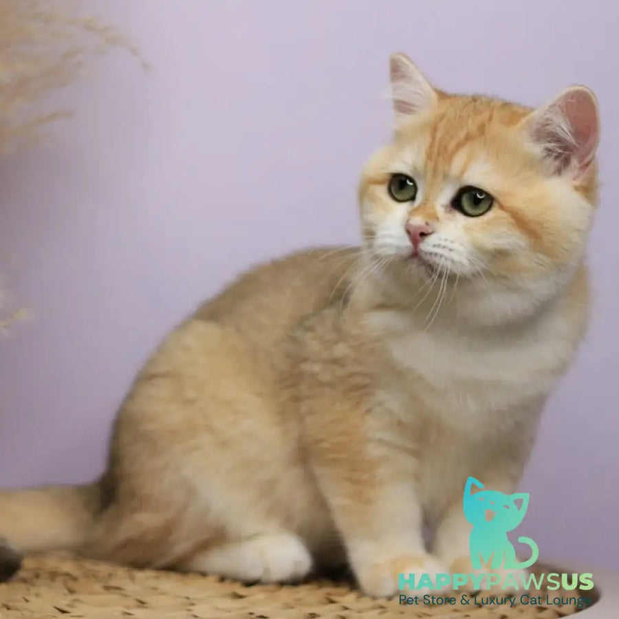 Ruby British Shorthair female black golden chinchilla - live animals