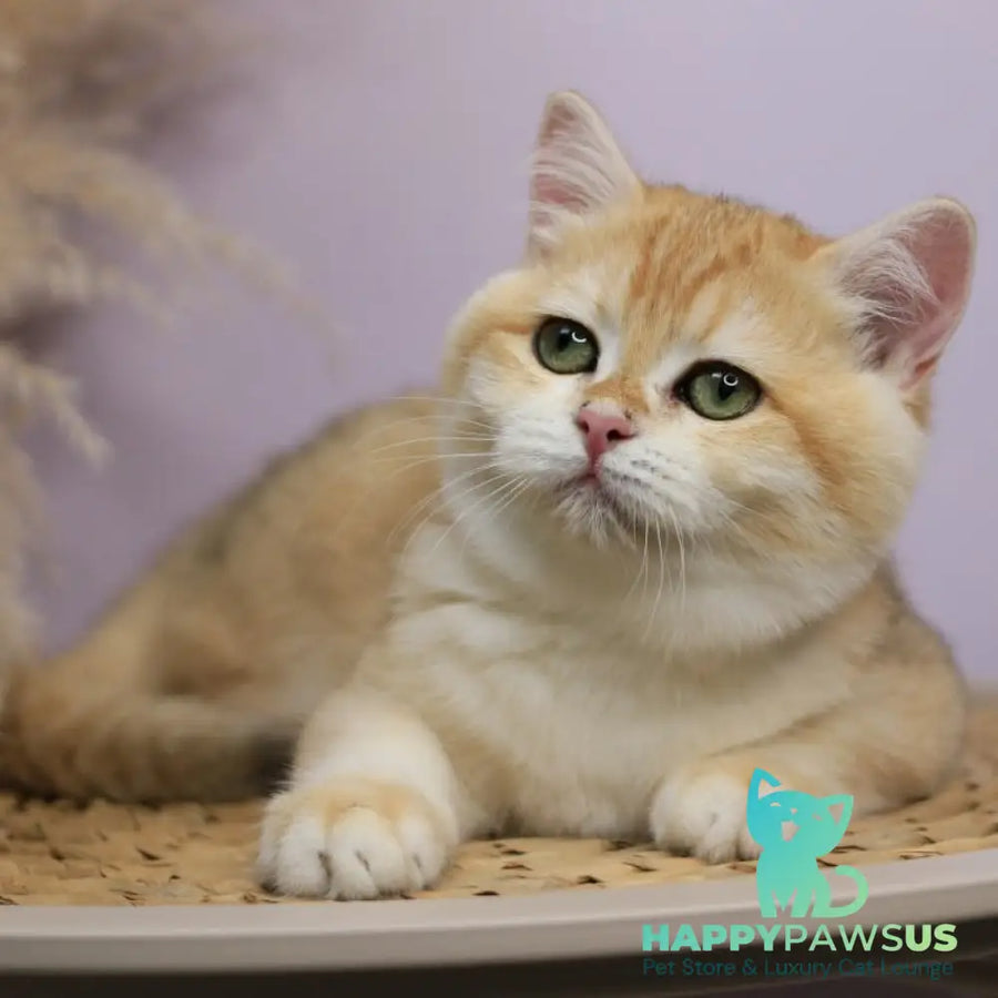 Ruby British Shorthair female black golden chinchilla - live animals