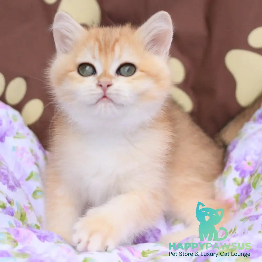 Ruby British Shorthair female black golden chinchilla - live animals