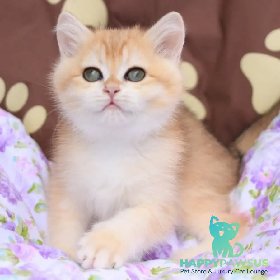 Ruby British Shorthair female black golden chinchilla - live animals