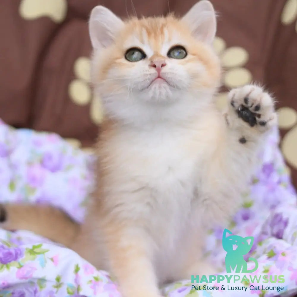 Ruby British Shorthair female black golden chinchilla - live animals