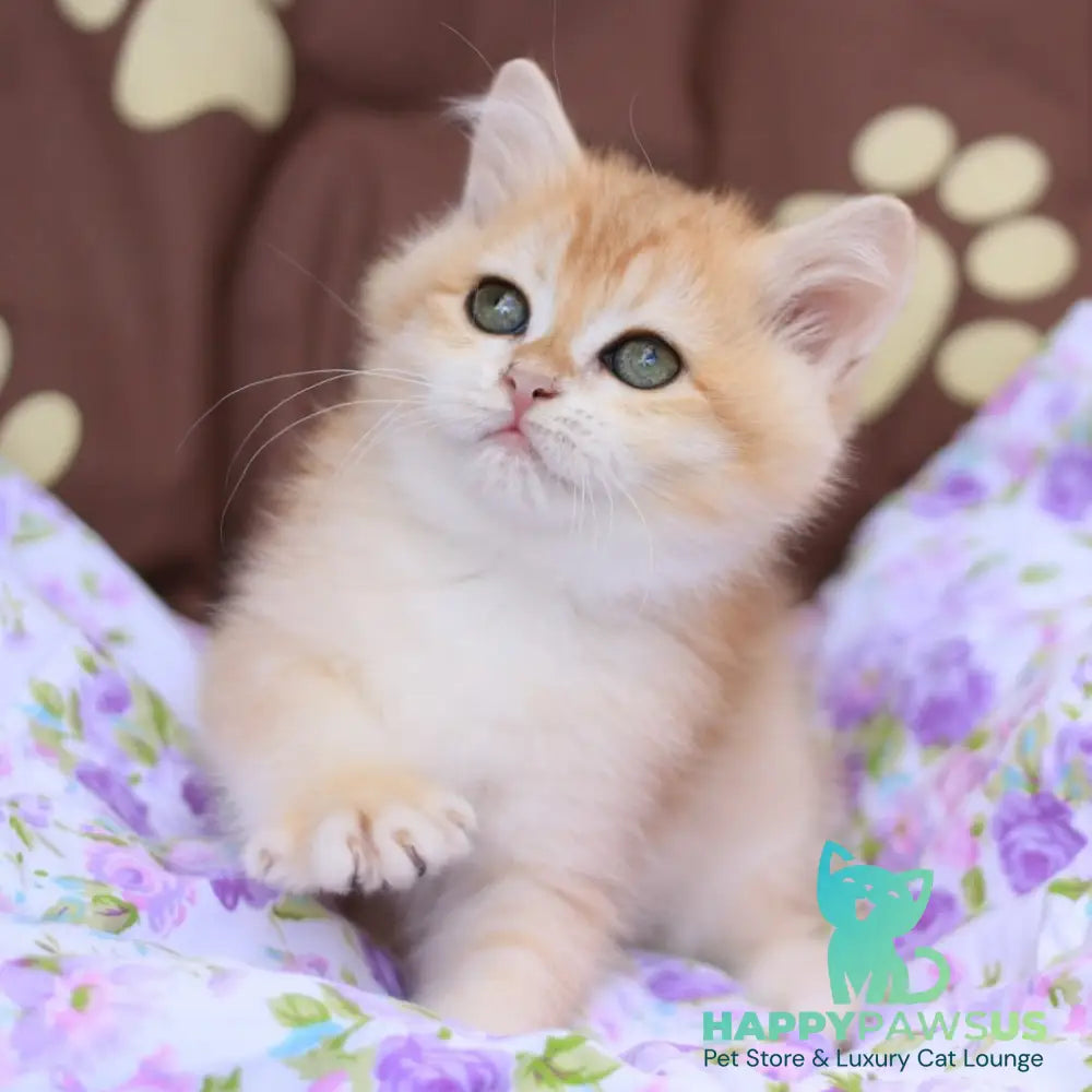 Ruby British Shorthair female black golden chinchilla - live animals