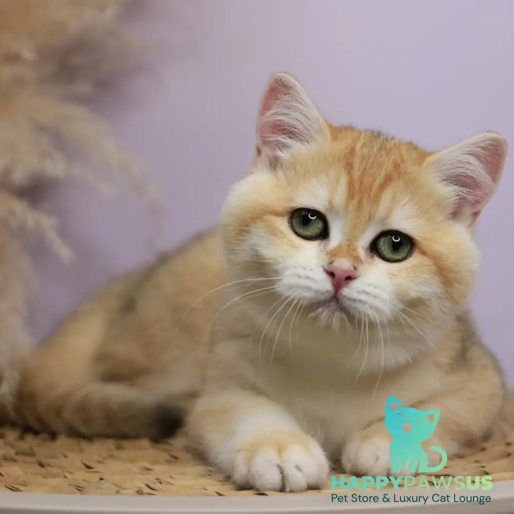 Ruby British Shorthair female black golden chinchilla - live animals