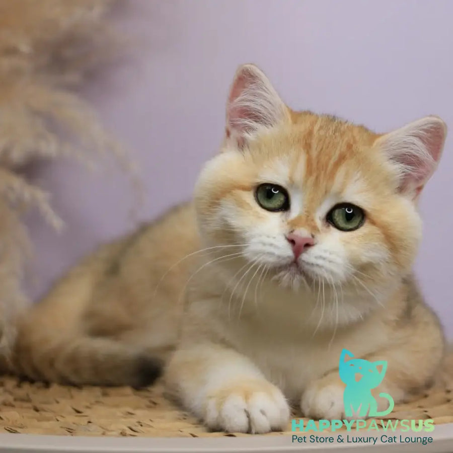 Ruby British Shorthair female black golden chinchilla - live animals