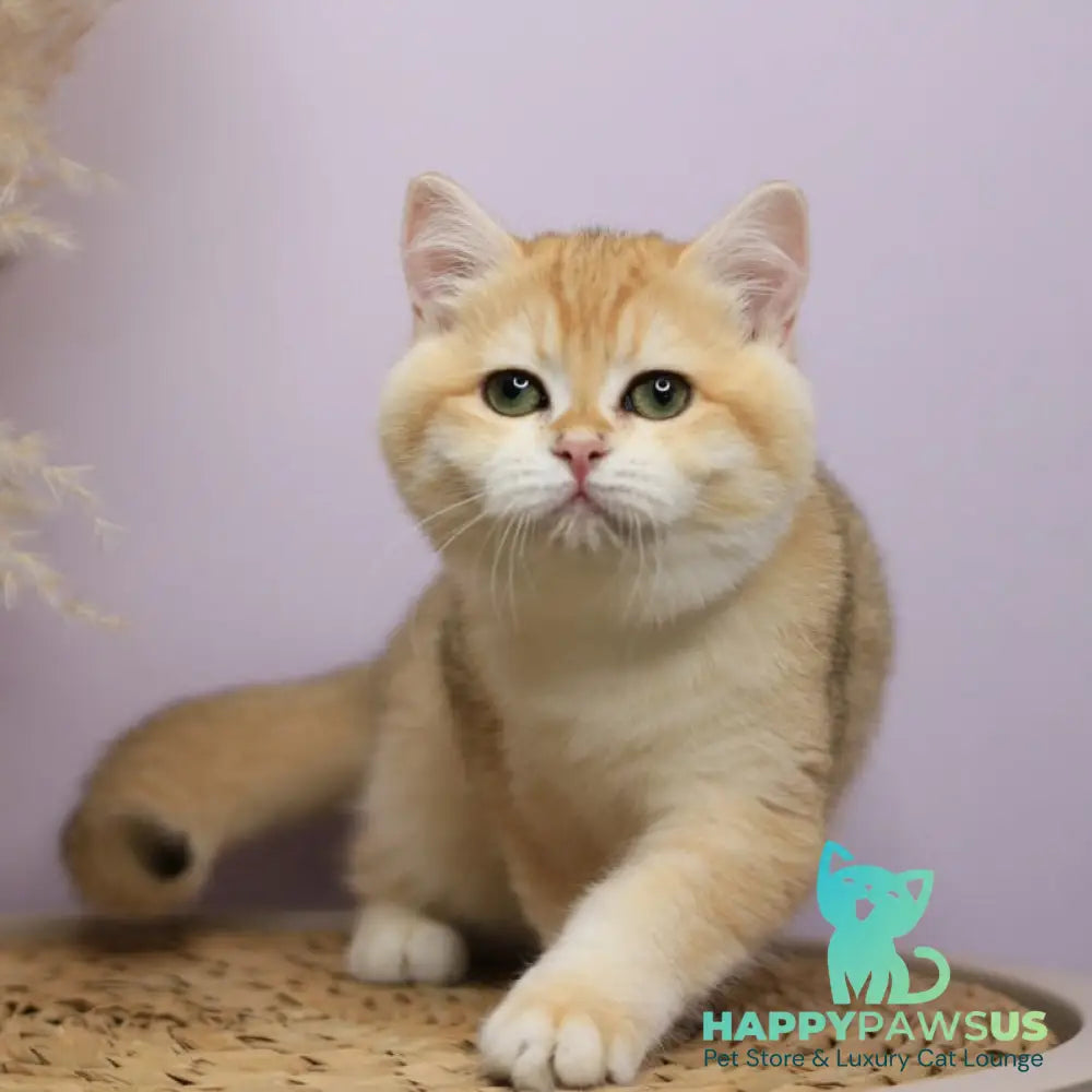 Ruby British Shorthair female black golden chinchilla - live animals