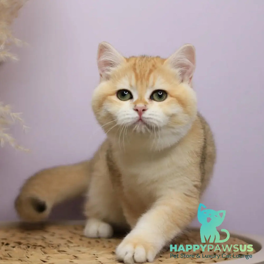 Ruby British Shorthair female black golden chinchilla - live animals