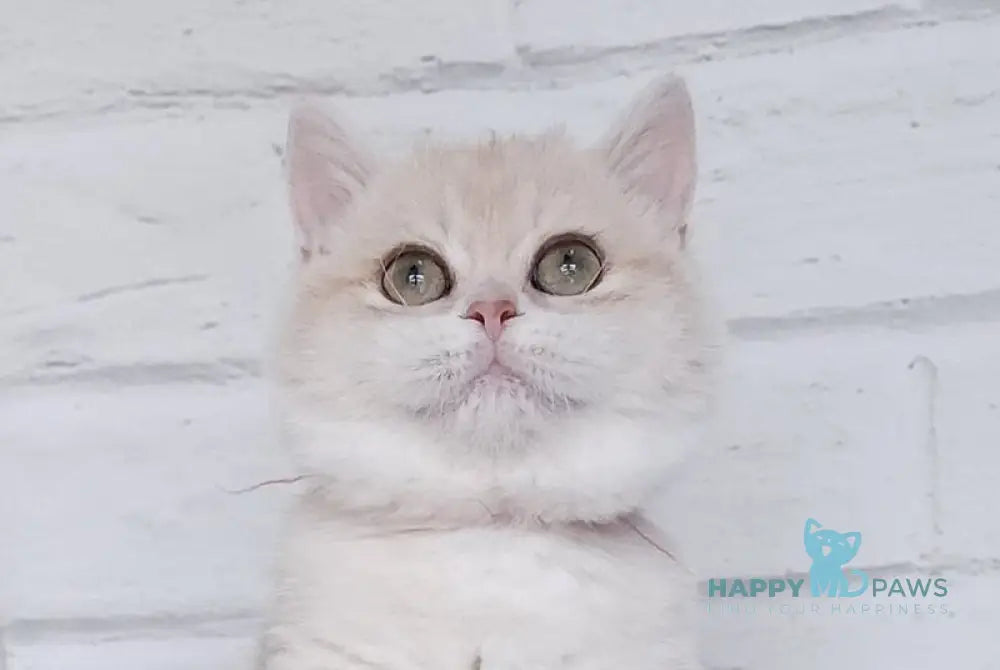 Ruby British Shorthair female blue golden chinchilla live animals