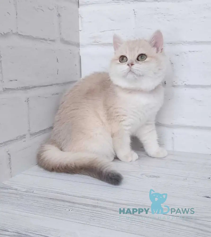 Ruby British Shorthair female blue golden chinchilla live animals