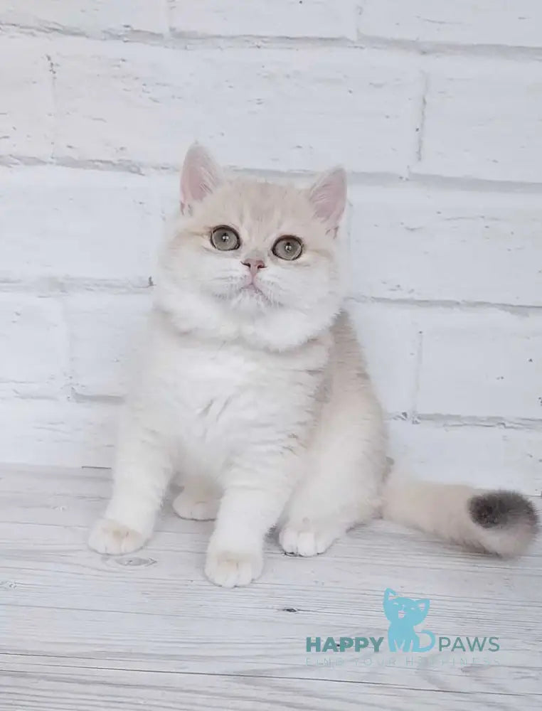 Ruby British Shorthair female blue golden chinchilla live animals