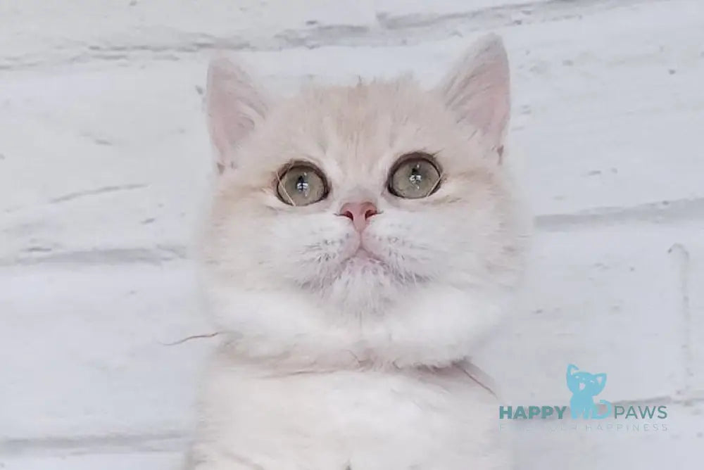 Ruby British Shorthair female blue golden chinchilla live animals