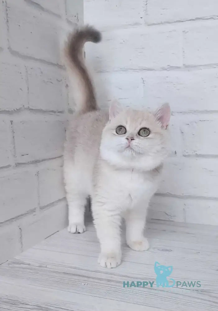 Ruby British Shorthair female blue golden chinchilla live animals