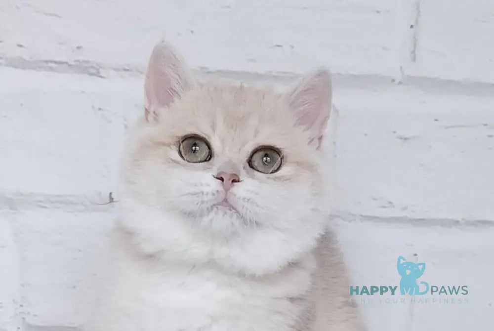 Ruby British Shorthair female blue golden chinchilla live animals