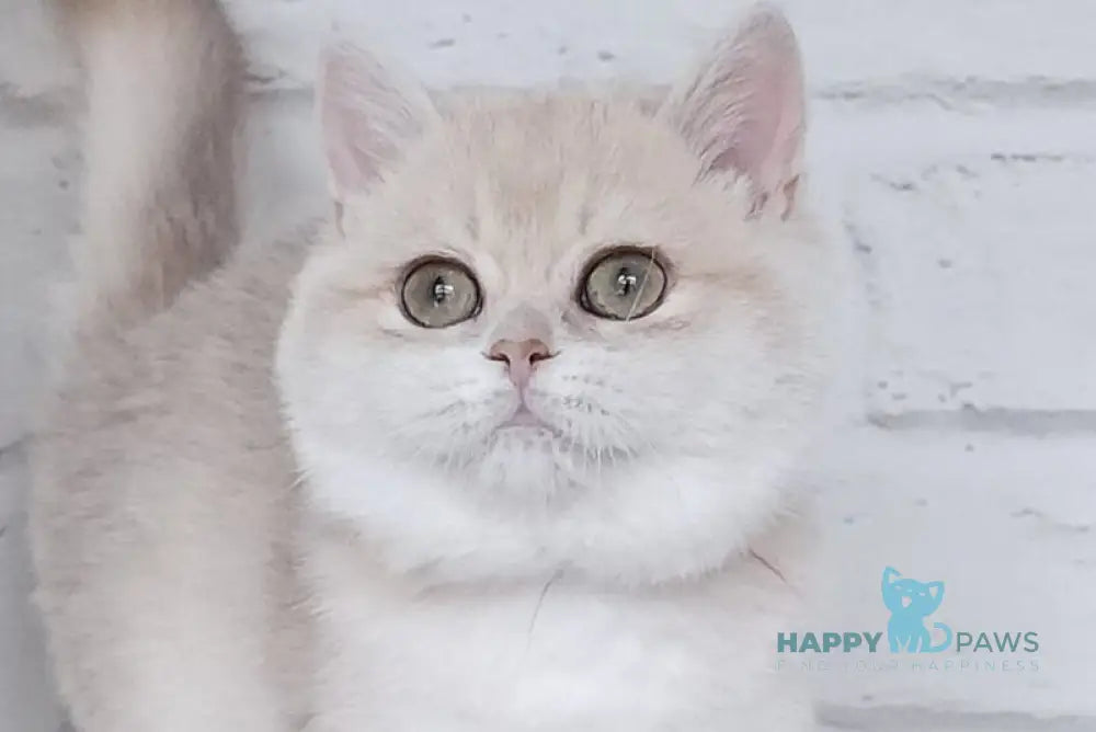 Ruby British Shorthair female blue golden chinchilla live animals