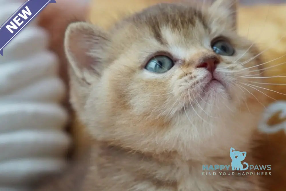 Ruby British Shorthair female chocolate ticked tabby live animals