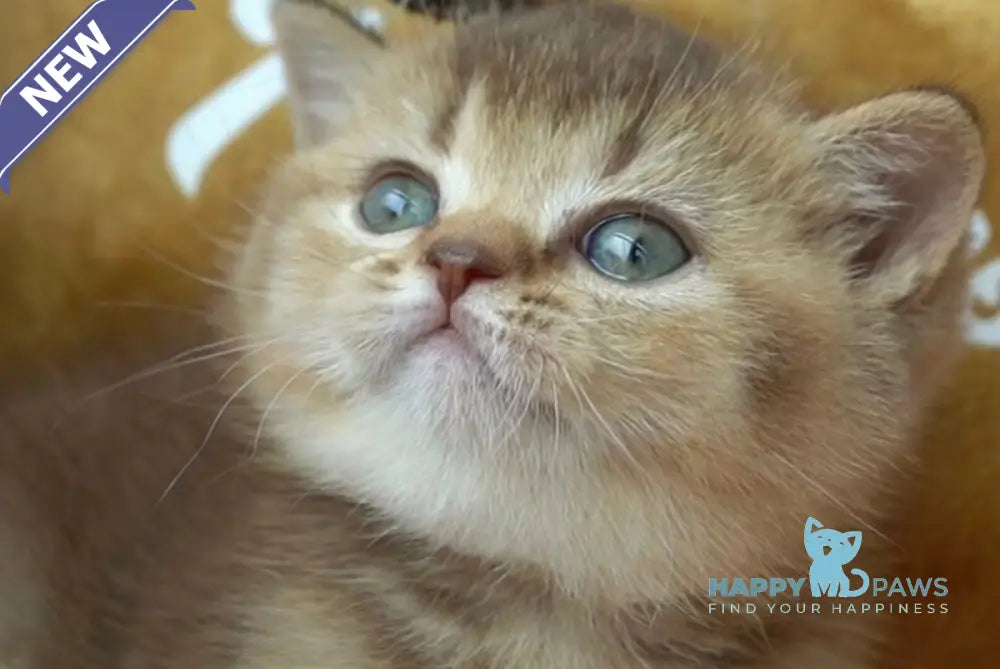 Ruby British Shorthair female chocolate ticked tabby live animals