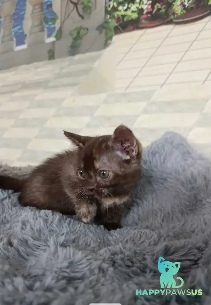 Ruby Dol Burmese female lilac tortie - live animals