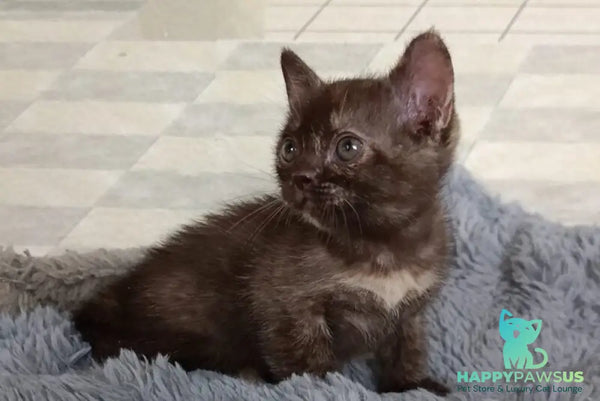Ruby Dol Burmese female lilac tortie - live animals