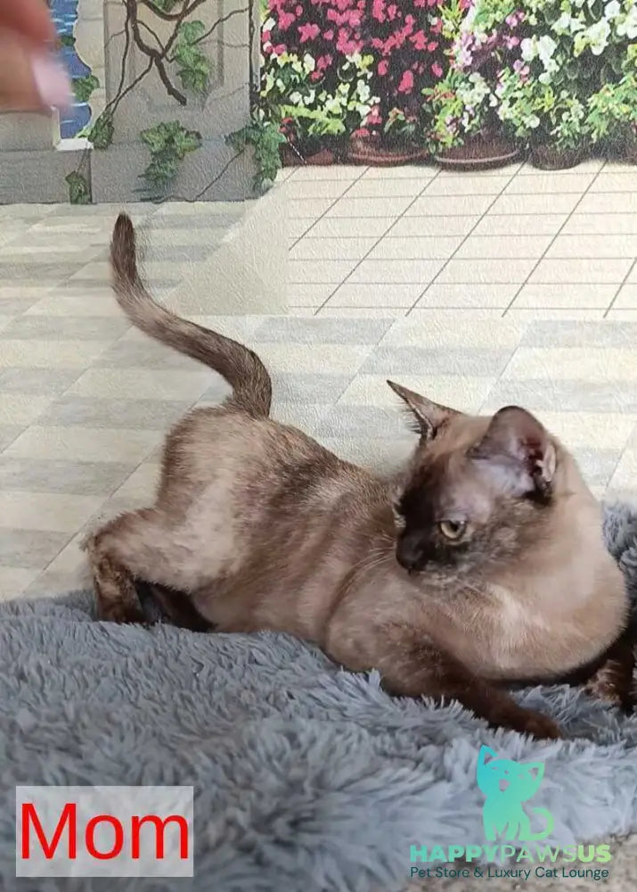 Ruby Dol Burmese female lilac tortie - live animals