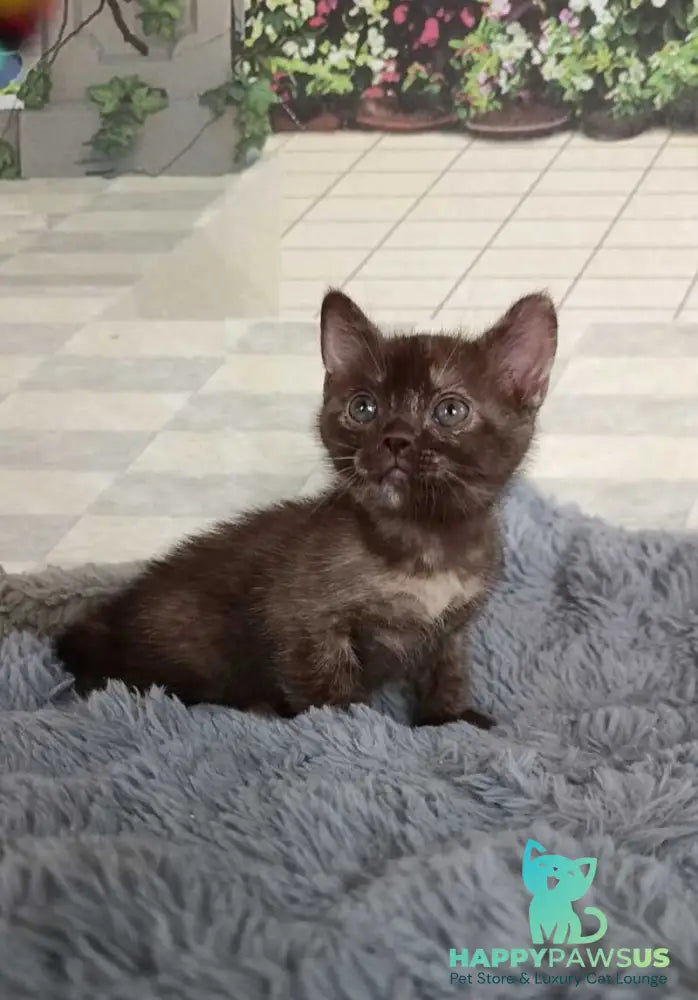 Ruby Dol Burmese female lilac tortie - live animals