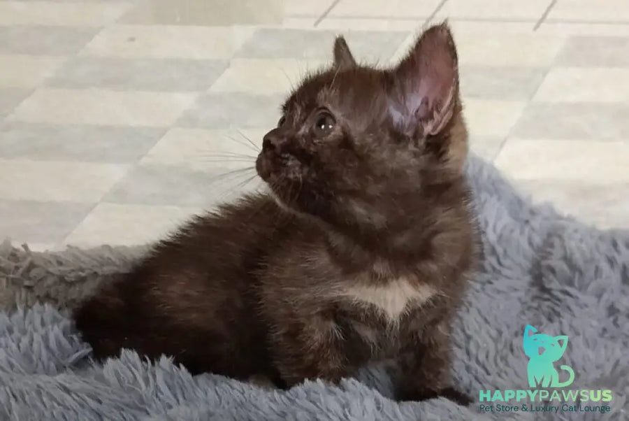 Ruby Dol Burmese female lilac tortie - live animals