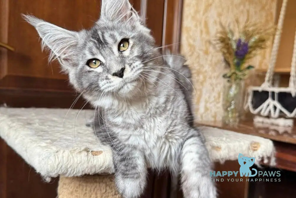 Ruby Maine Coon female black silver ticked tabby live animals