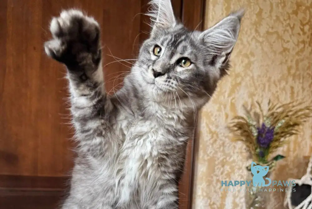 Ruby Maine Coon female black silver ticked tabby live animals