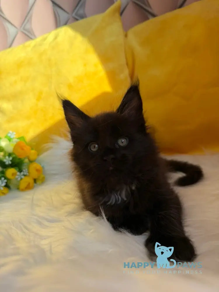 Ruby Maine Coon female black with white live animals