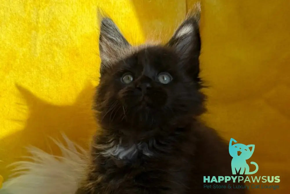 Ruby Maine Coon female black with white live animals