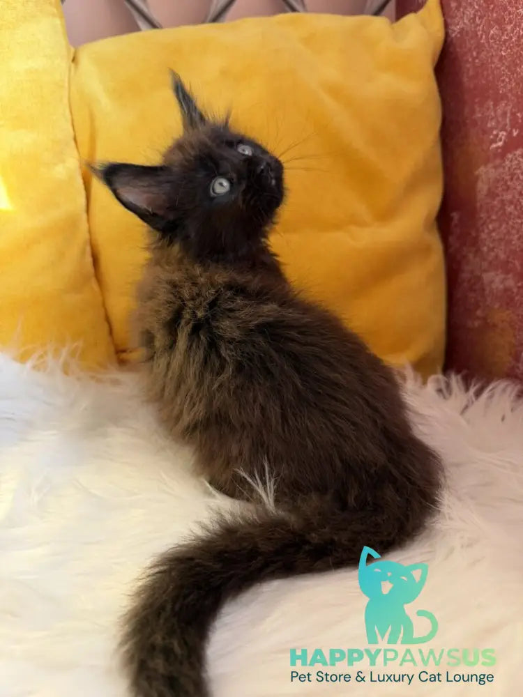 Ruby Maine Coon female black with white live animals