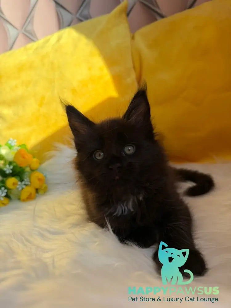 Ruby Maine Coon female black with white live animals