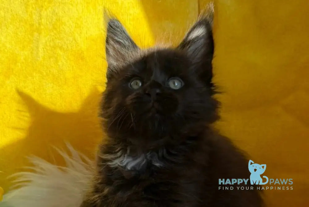 Ruby Maine Coon female black with white live animals