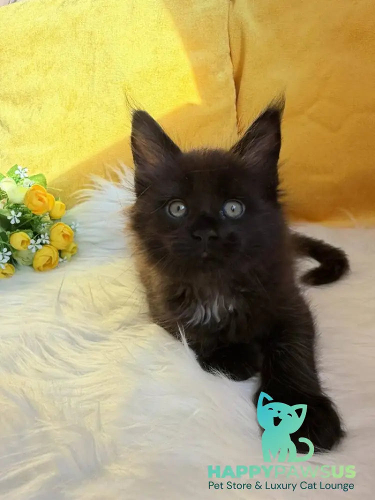 Ruby Maine Coon female black with white live animals