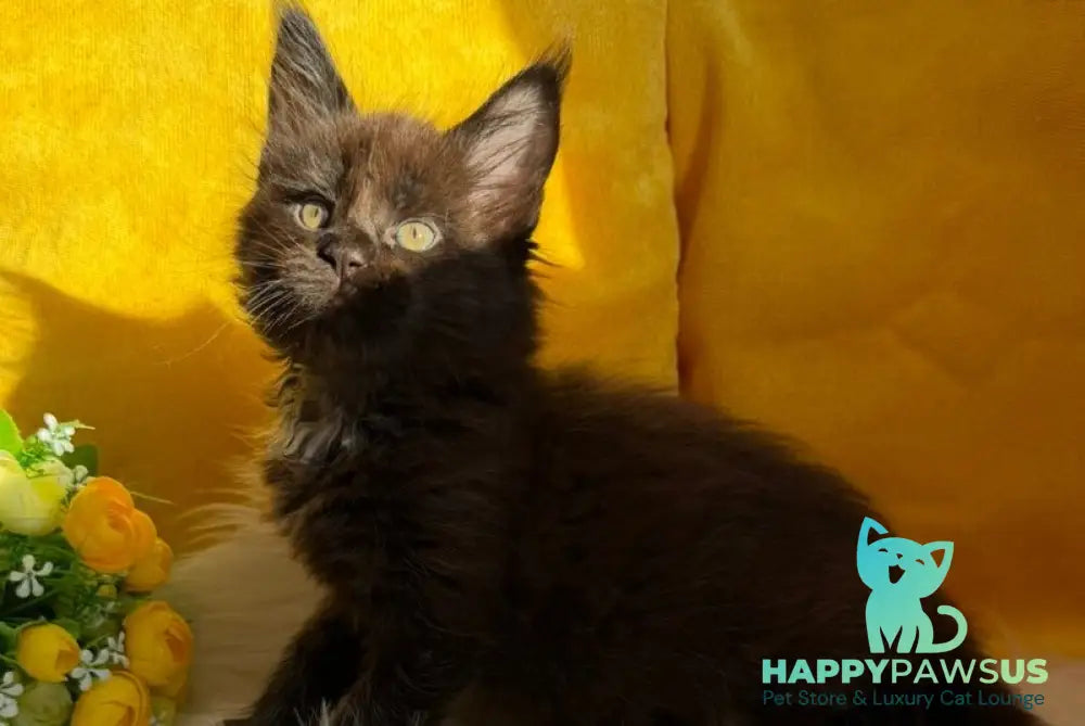Ruby Maine Coon female black with white live animals