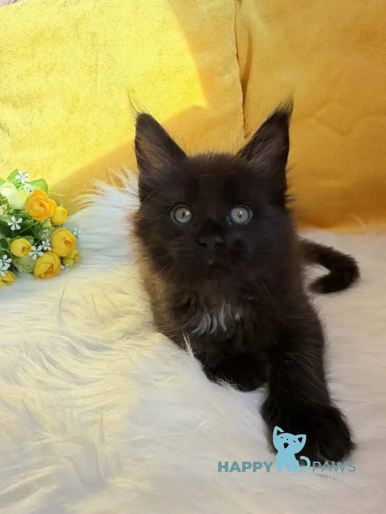 Ruby Maine Coon female black with white live animals
