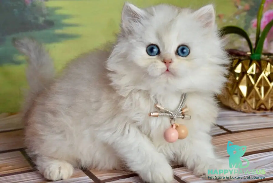 Ruby Scottish Straight female black silver shaded - live animals