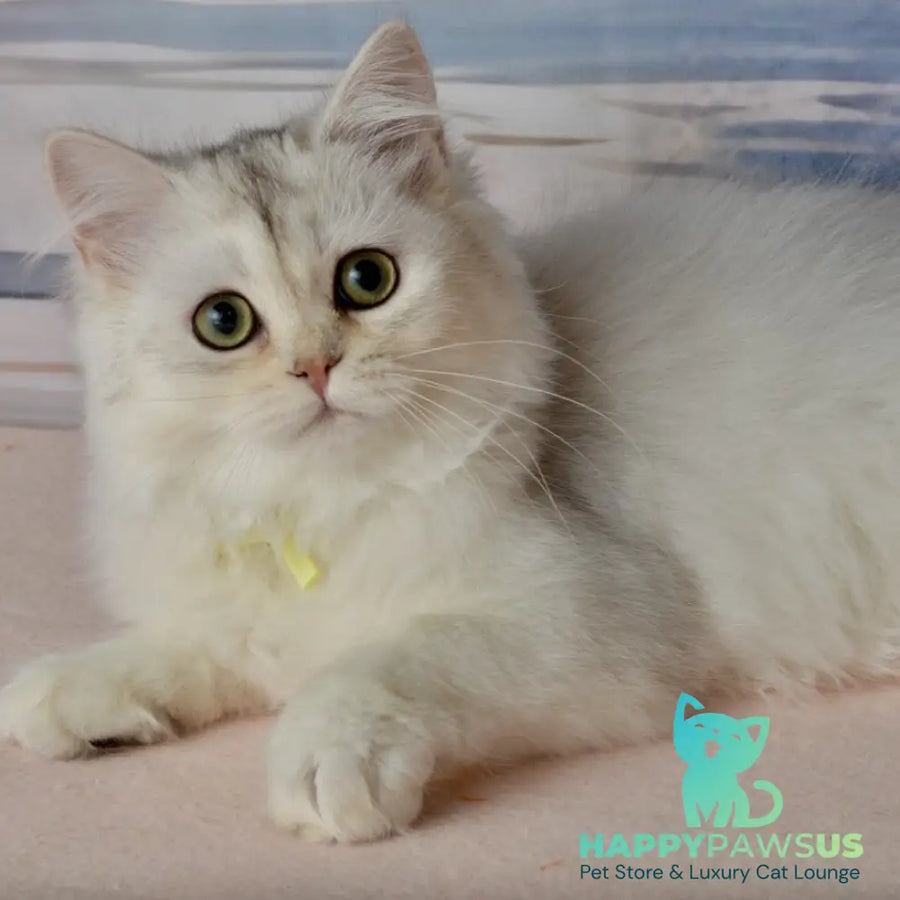 Ruby Scottish Straight female black silver shaded - live animals