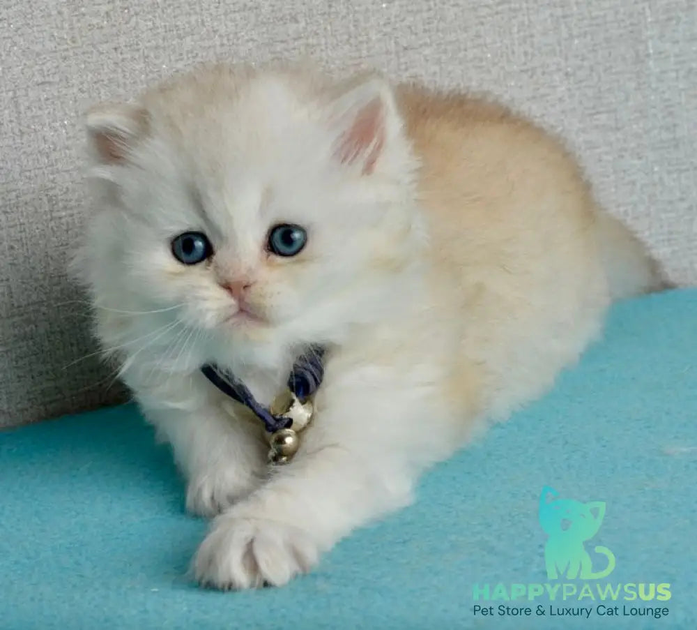Ruby Scottish Straight female black silver shaded - live animals