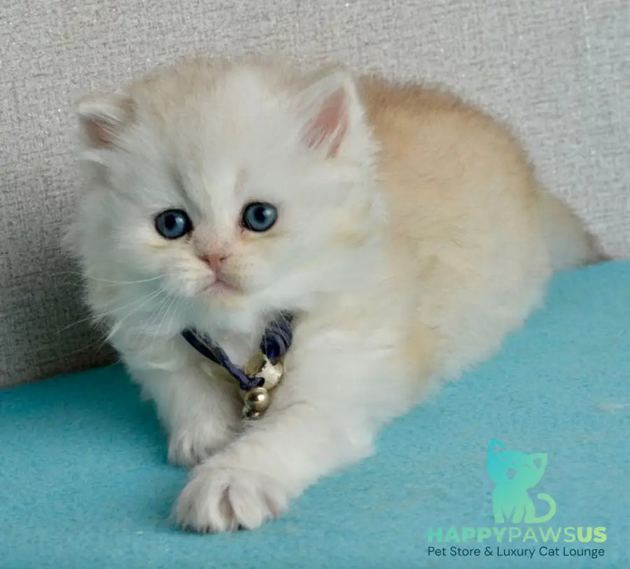Ruby Scottish Straight female black silver shaded - live animals
