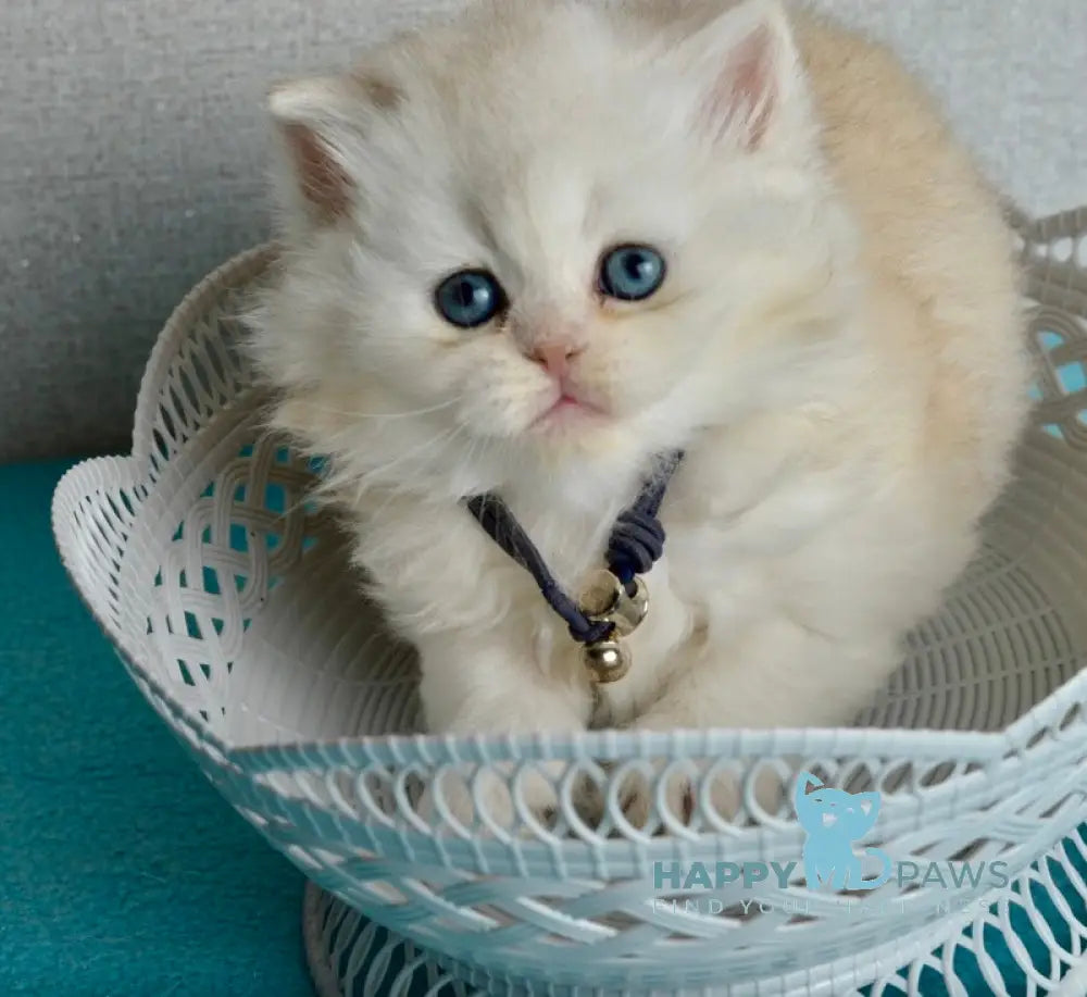 Ruby Scottish Straight female black silver shaded - live animals