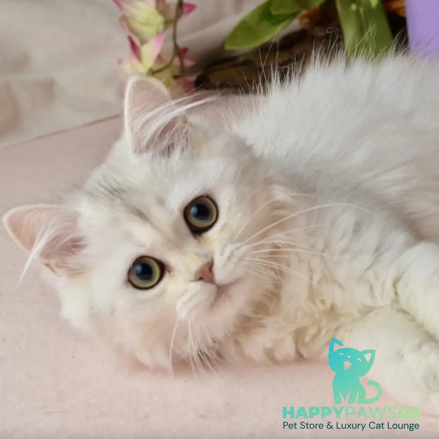 Ruby Scottish Straight female black silver shaded - live animals