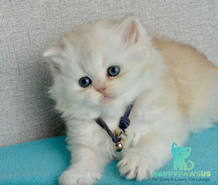 Ruby Scottish Straight female black silver shaded - live animals