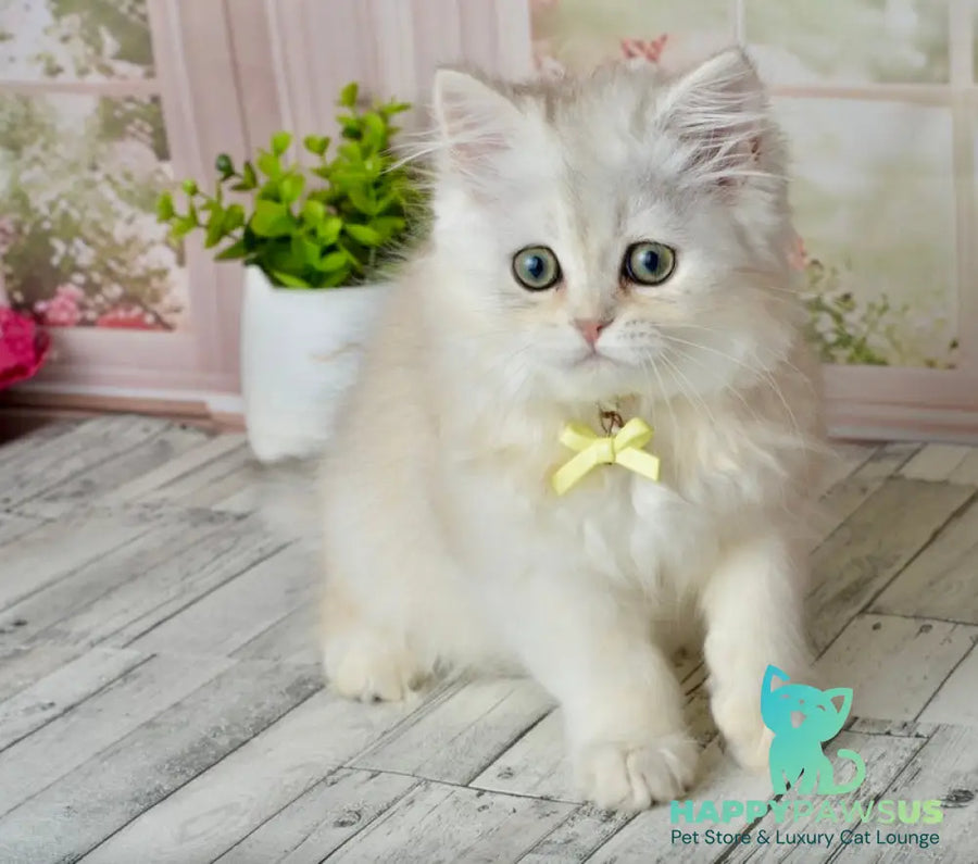 Ruby Scottish Straight female black silver shaded - live animals