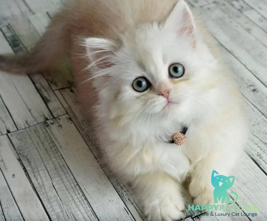 Ruby Scottish Straight female black silver shaded - live animals