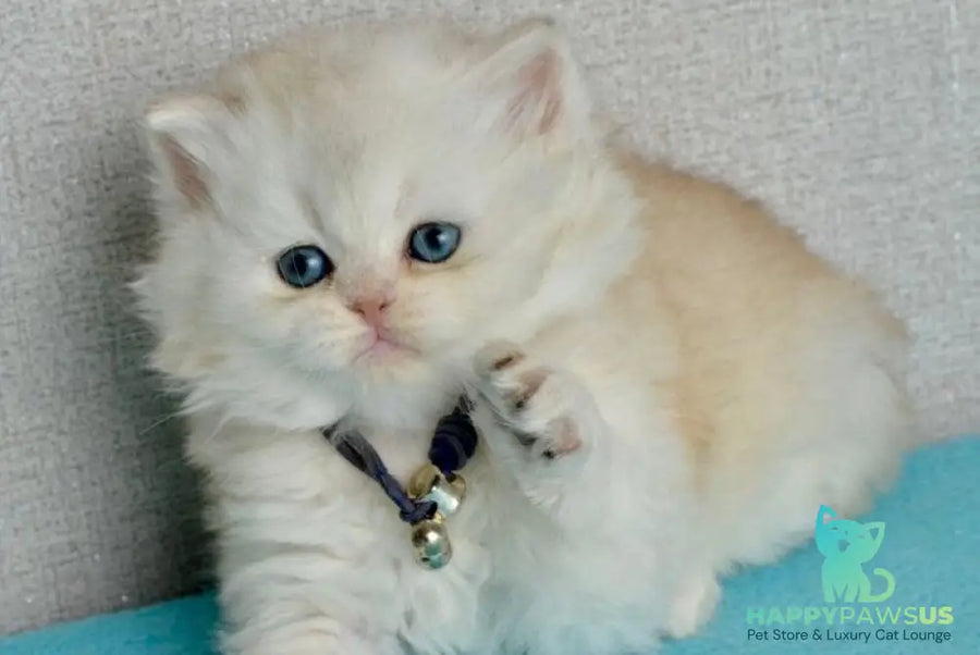 Ruby Scottish Straight female black silver shaded - live animals