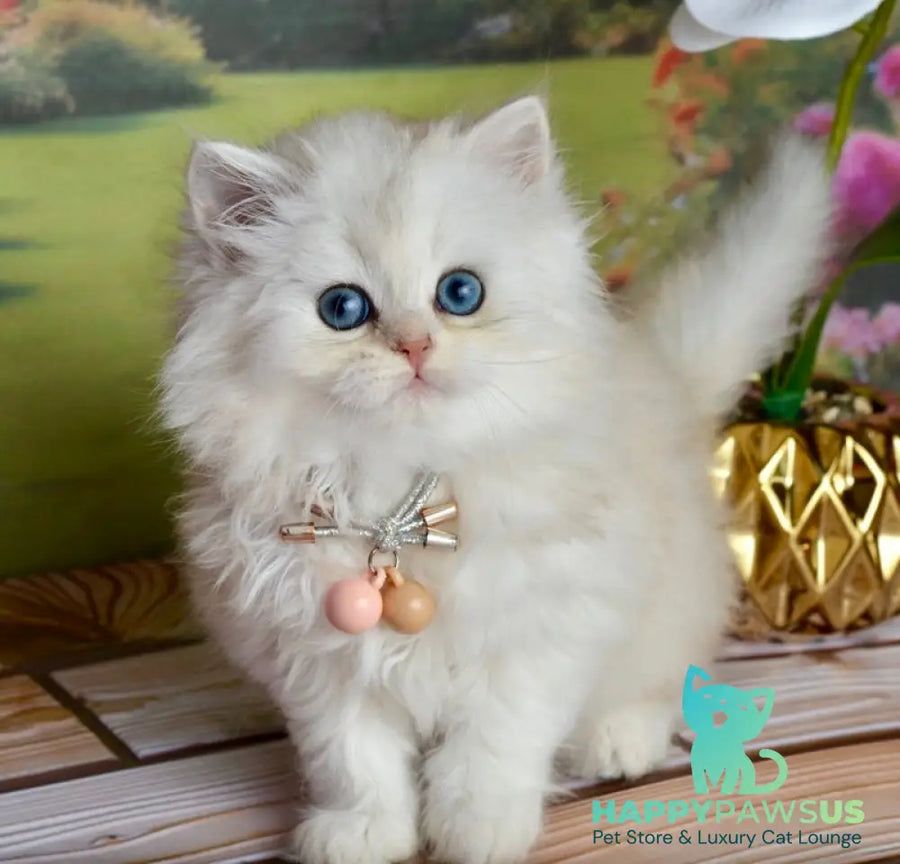 Ruby Scottish Straight female black silver shaded - live animals