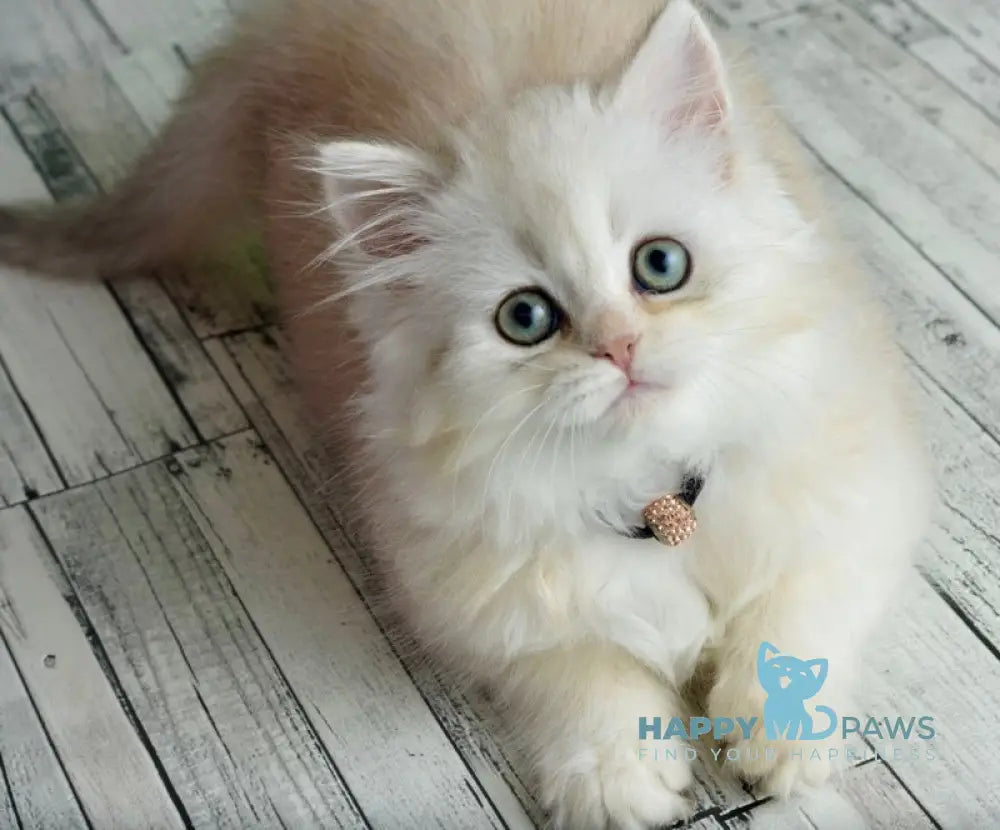 Ruby Scottish Straight female black silver shaded - live animals